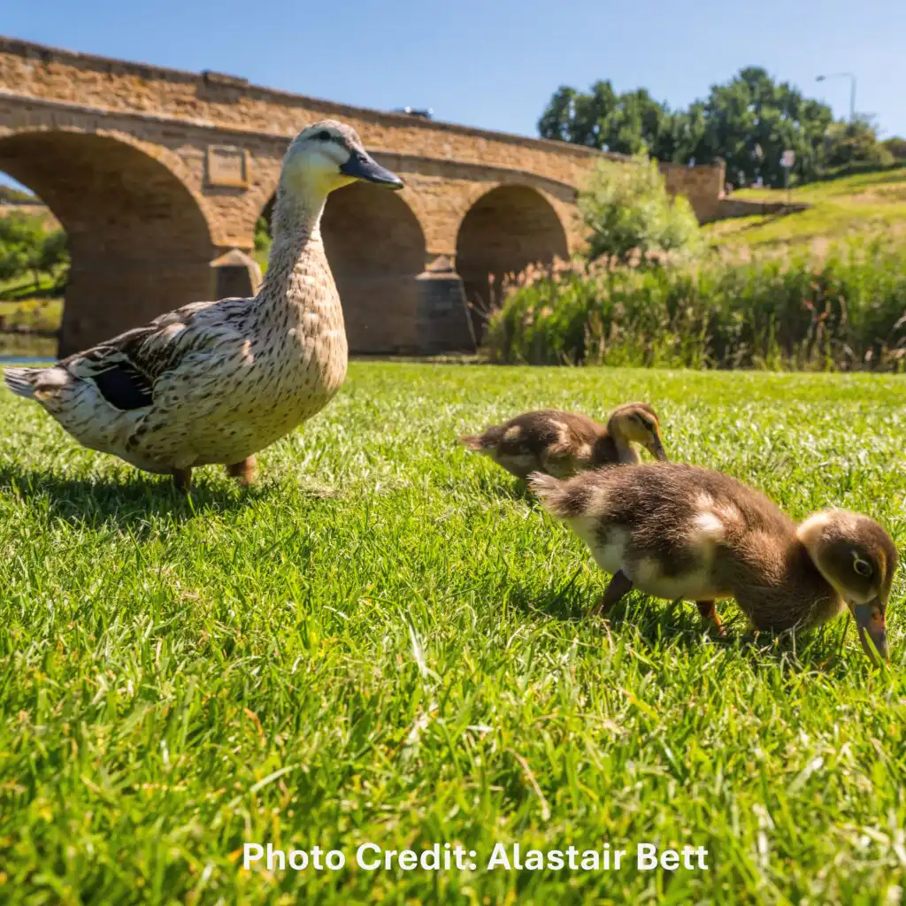 Richmond Tasmania Tour, duck and ducklings in front of Richmond Bridge